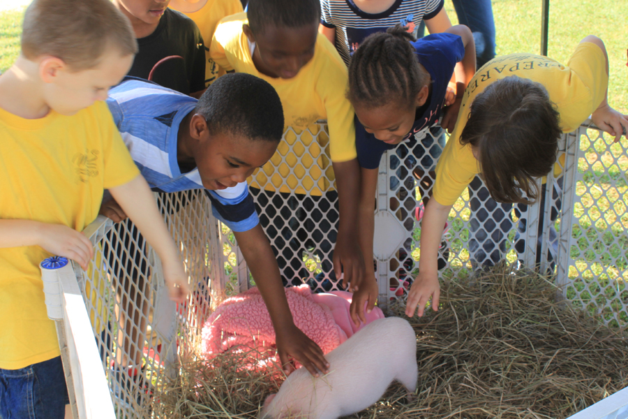 Student from Montevallo Elementary pet a mini pig at Farm Day.